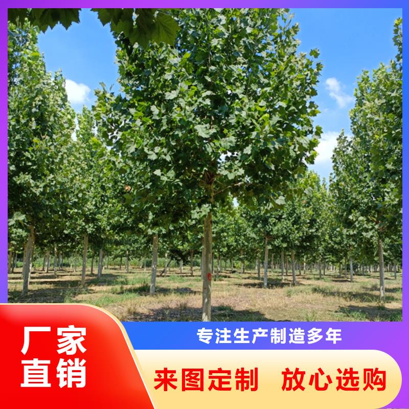 法桐【炫丽海棠】厂家直销货源充足