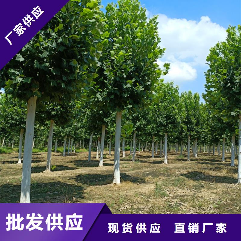 法桐国槐实体厂家大量现货