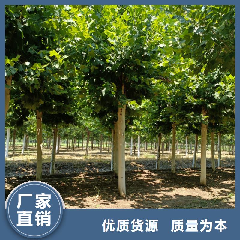法桐技术先进