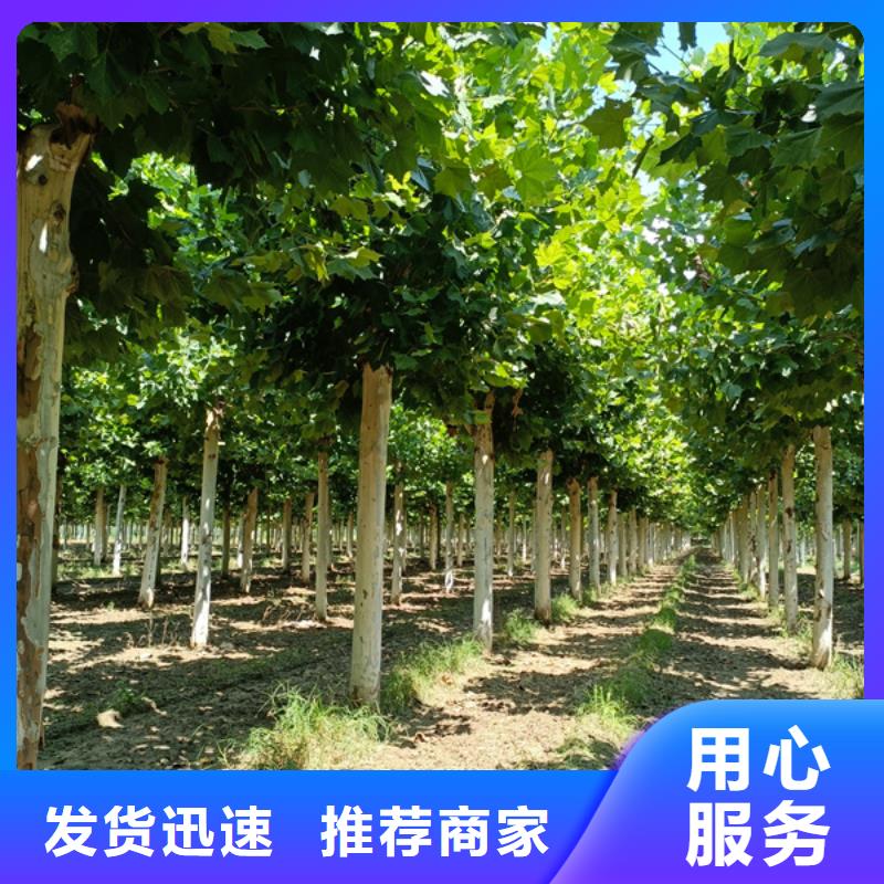法桐-白蜡工艺层层把关