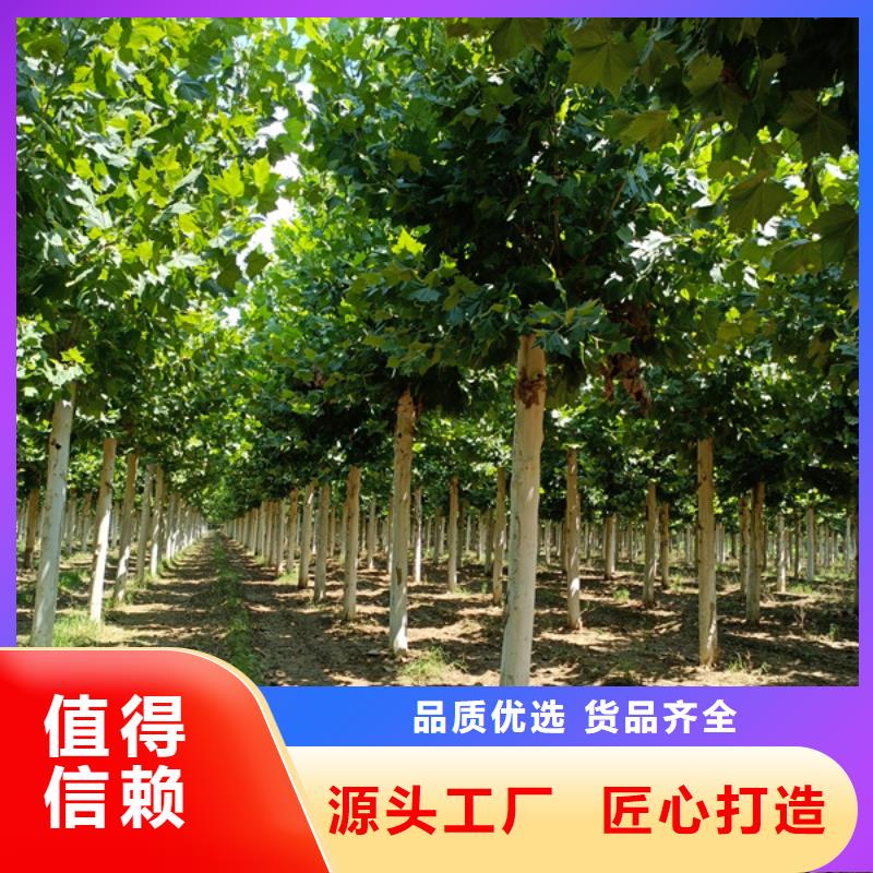 【法桐】金叶白蜡品质信得过