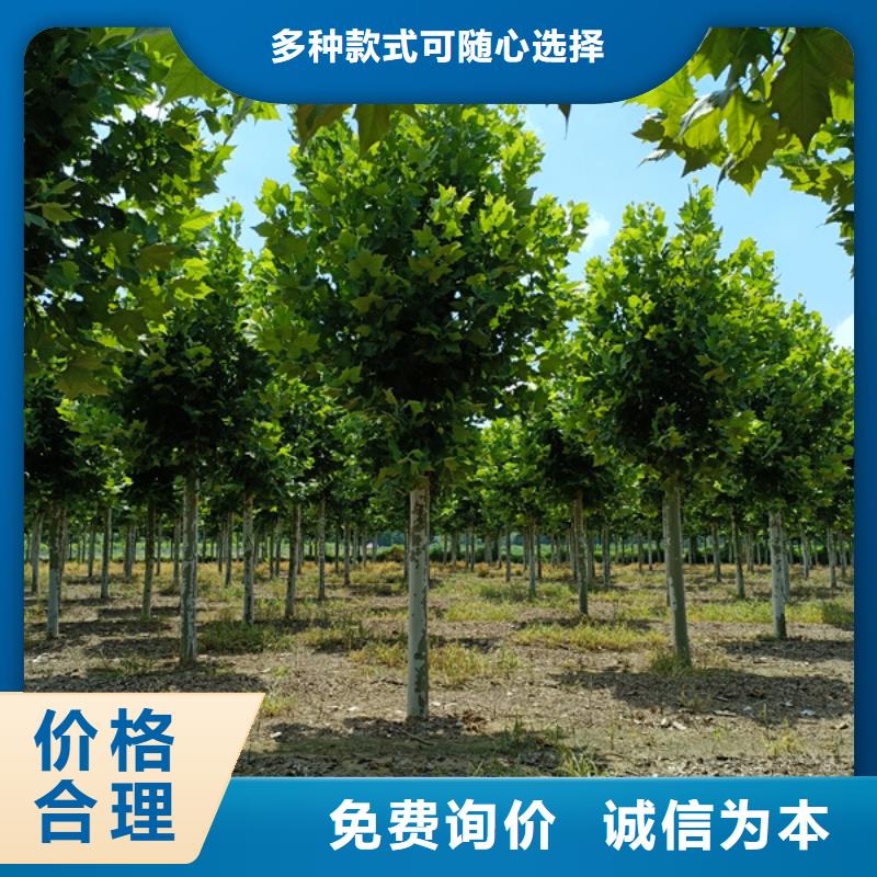 法桐白蜡供应采购