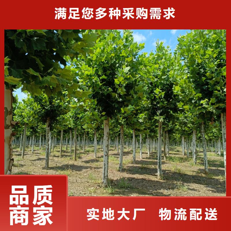 法桐金叶槐高质量高信誉
