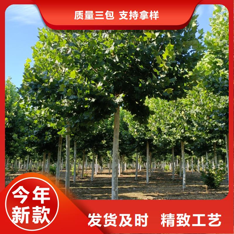  法桐重信誉厂家