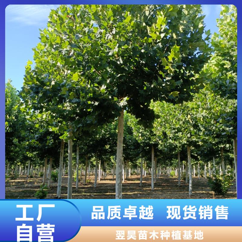 法桐【白蜡】敢与同行比服务