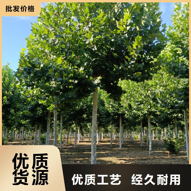法桐-【美国红枫】规格型号全