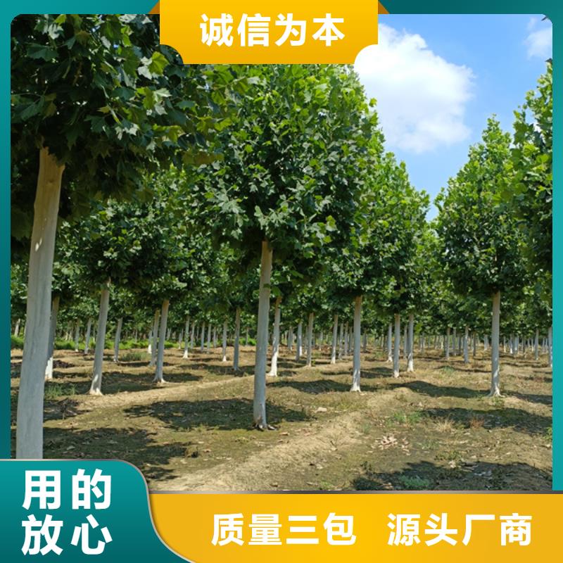 法桐_樱花全品类现货