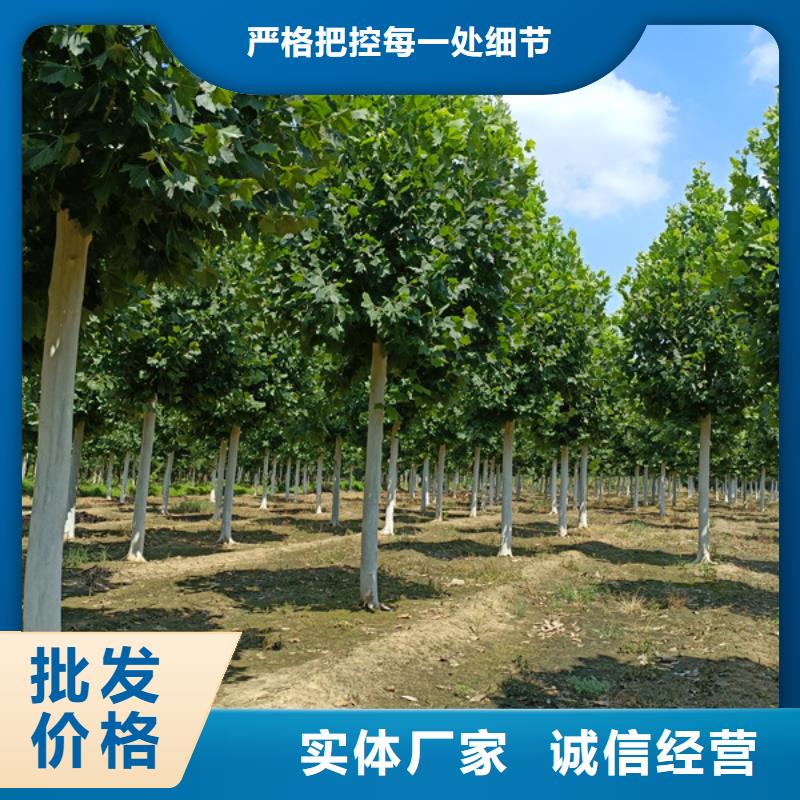 法桐_樱花全品类现货
