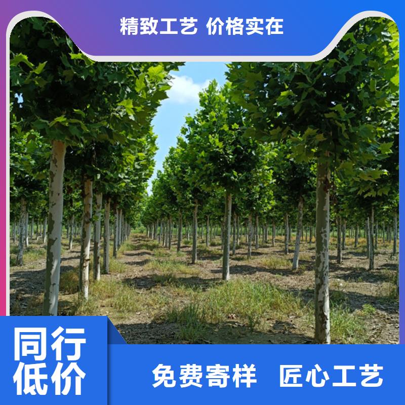 法桐五角枫当地厂家值得信赖