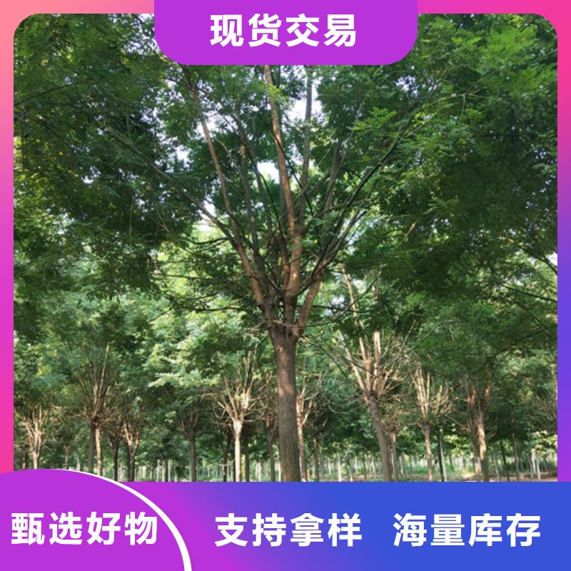 【法桐白蜡买的放心】