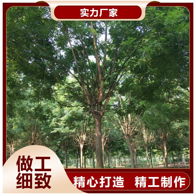 法桐国槐厂家经验丰富