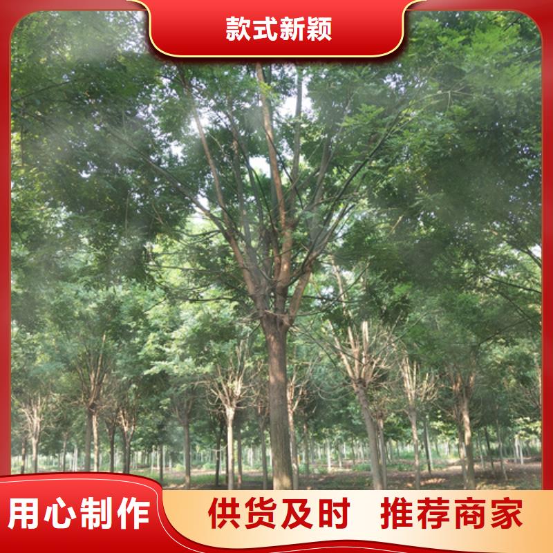 法桐白蜡当地货源