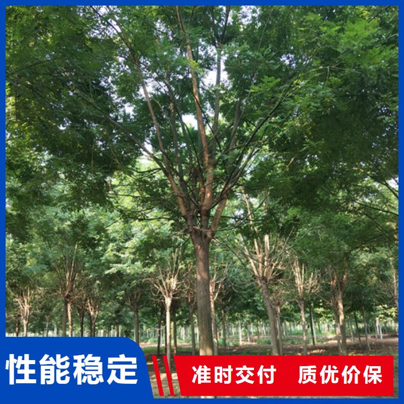 法桐垂丝海棠支持货到付清