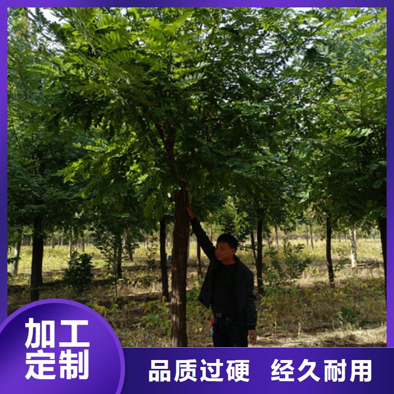 法桐白蜡质优价保