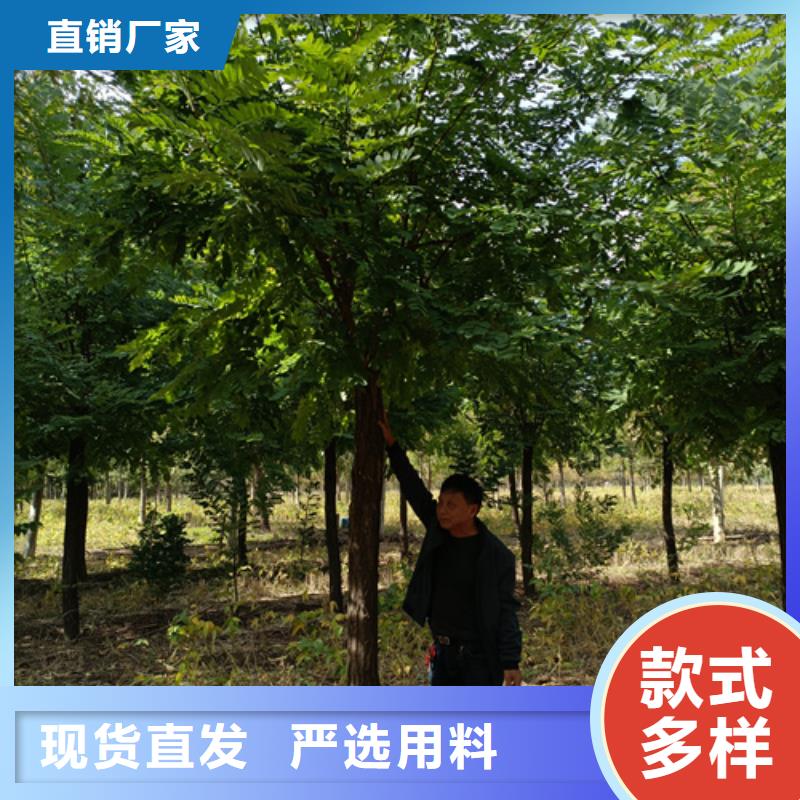 法桐实拍品质保障