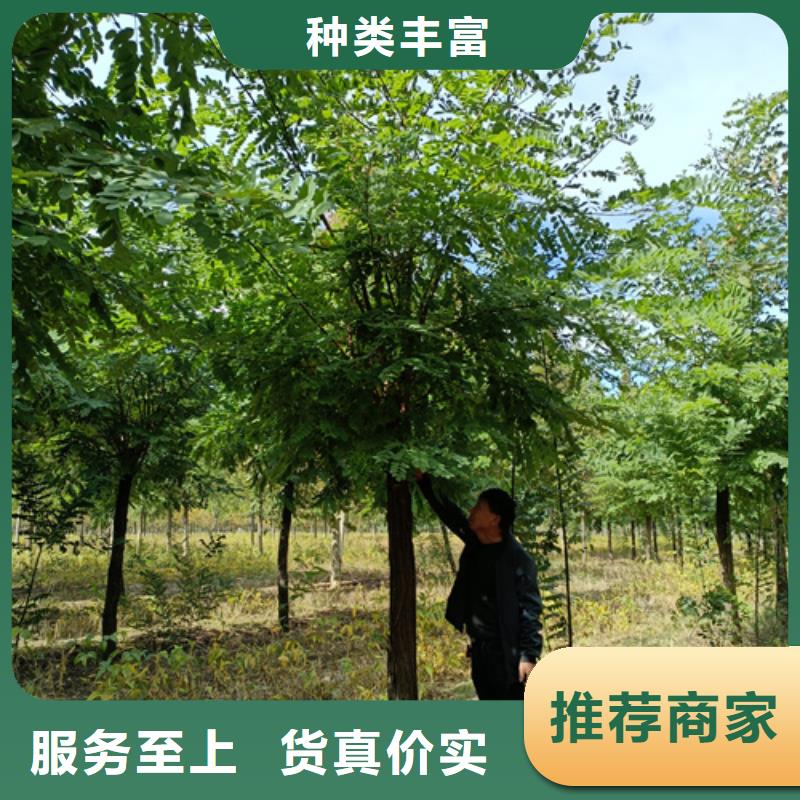 法桐_金叶槐好产品好服务