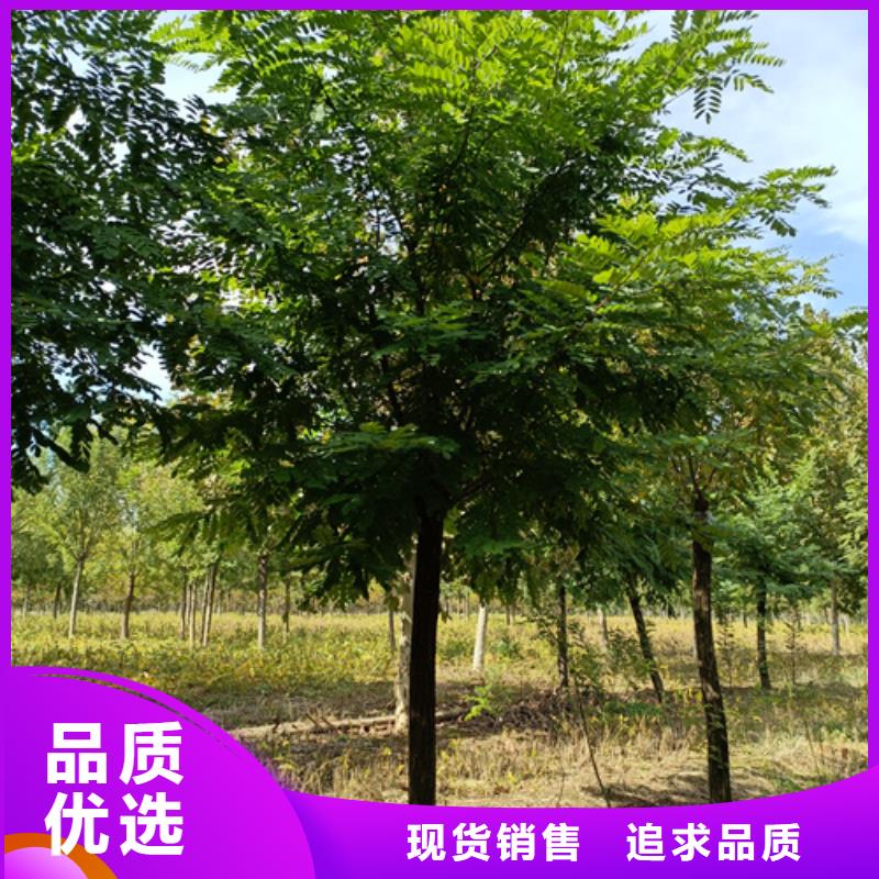 法桐好货有保障