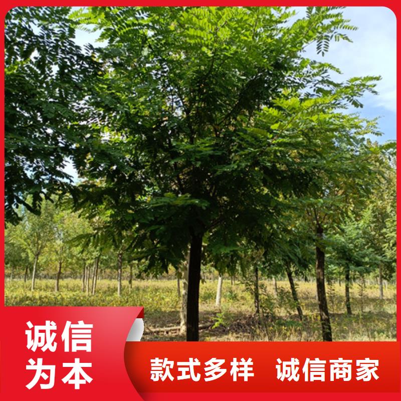 法桐,西府海棠货到付款