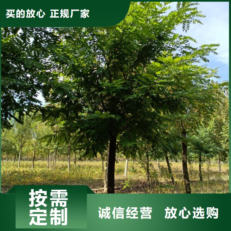 法桐秋紫白蜡从厂家买售后有保障