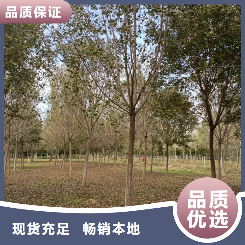 法桐,【金叶白蜡】定制速度快工期短