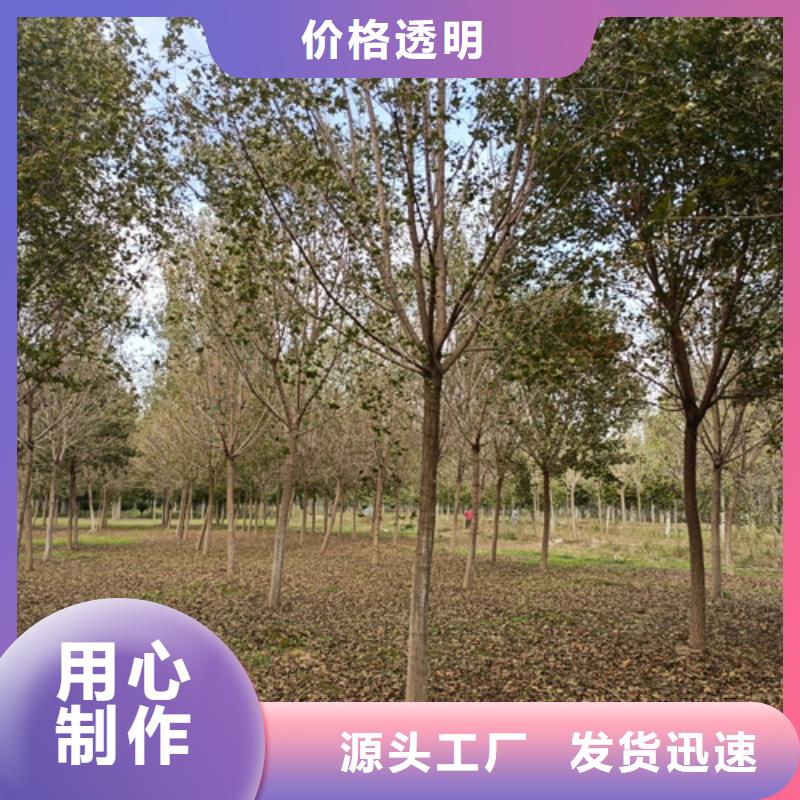 法桐【白蜡】大量现货