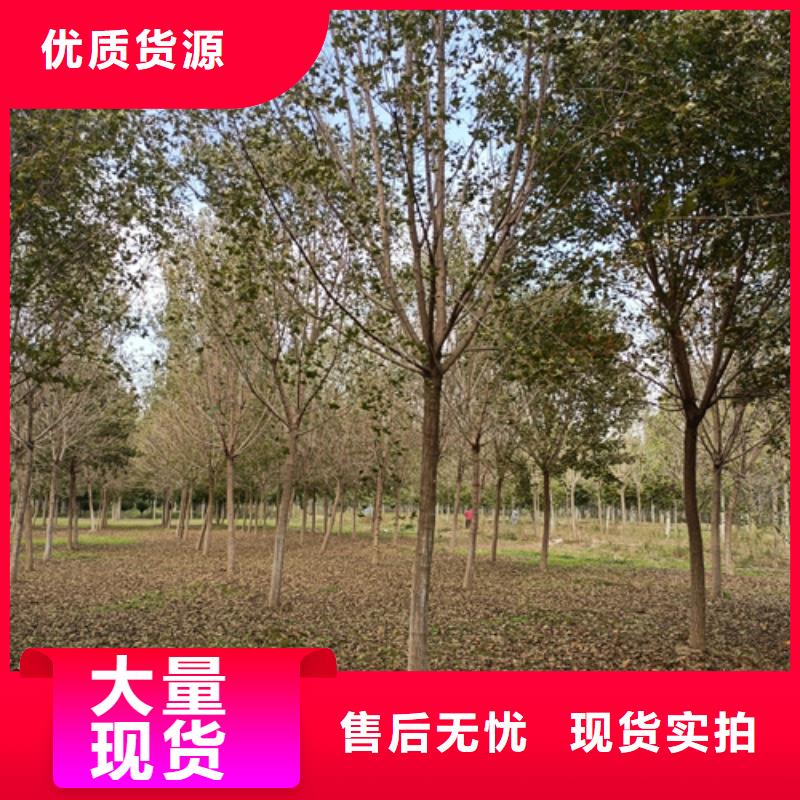法桐_金叶白蜡重信誉厂家