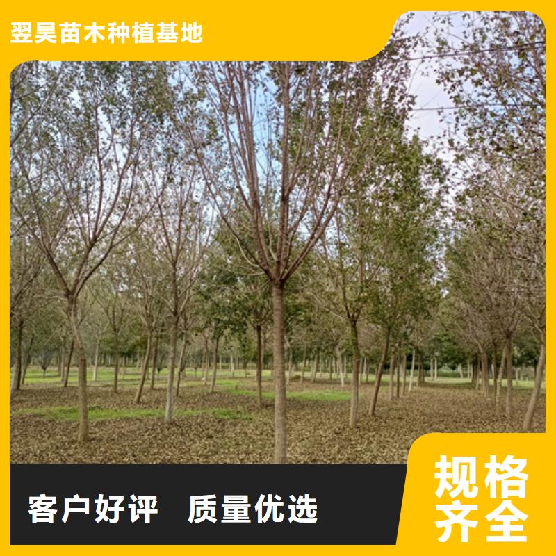法桐【黄金槐】专业供货品质管控