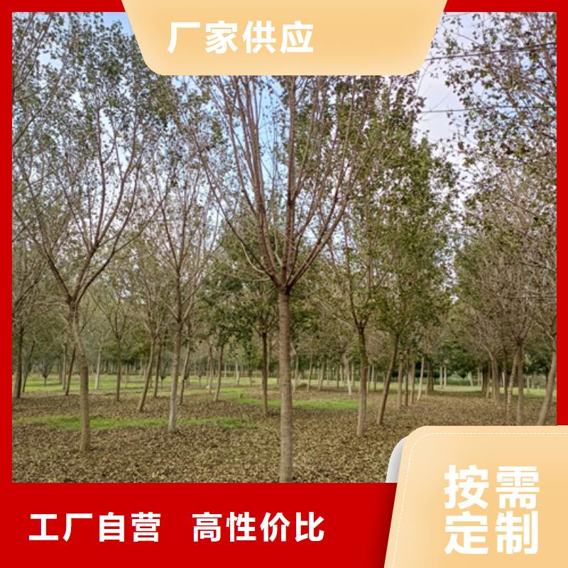 法桐炫丽海棠源厂直销