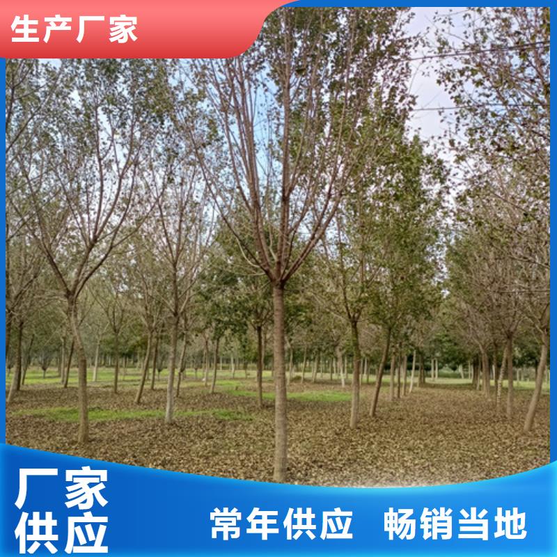 法桐_原生冠法桐厂诚信经营