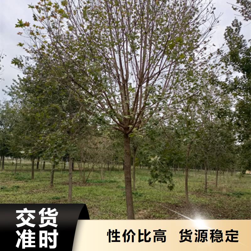 法桐金叶槐大库存无缺货危机