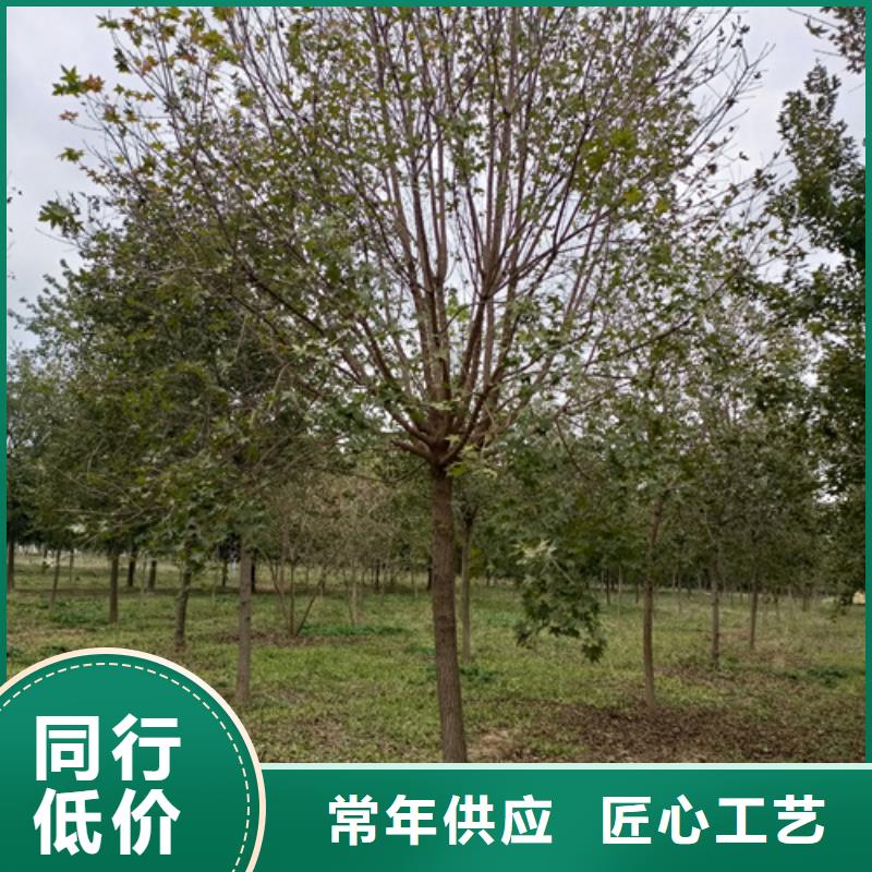 【法桐五角枫现货充裕】