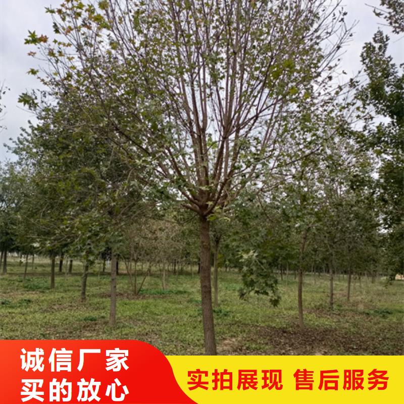 【法桐】-国槐质检合格出厂