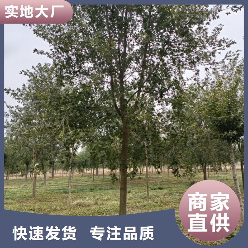 法桐北京栾用心制作
