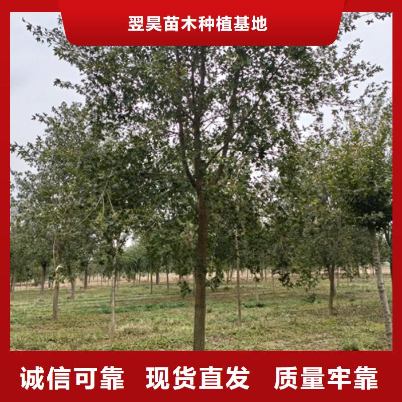 法桐炫丽海棠用品质赢得客户信赖