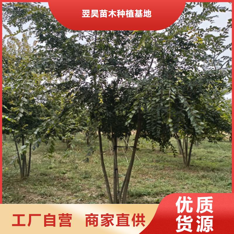 法桐金叶白蜡专注产品质量与服务