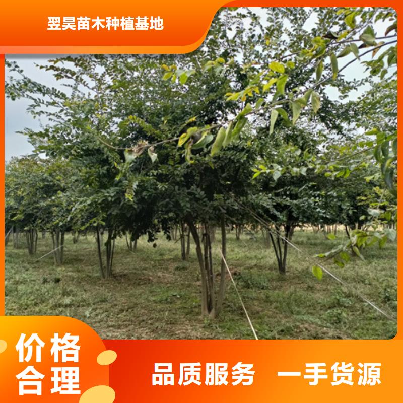 法桐金叶白蜡合作共赢