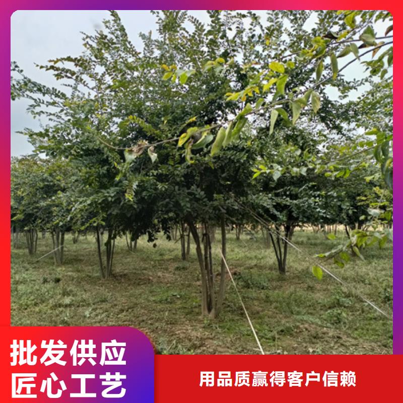 法桐截杆发帽对质量负责