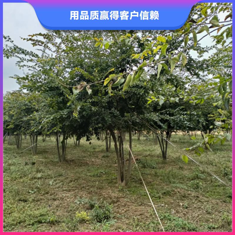 法桐国槐库存丰富