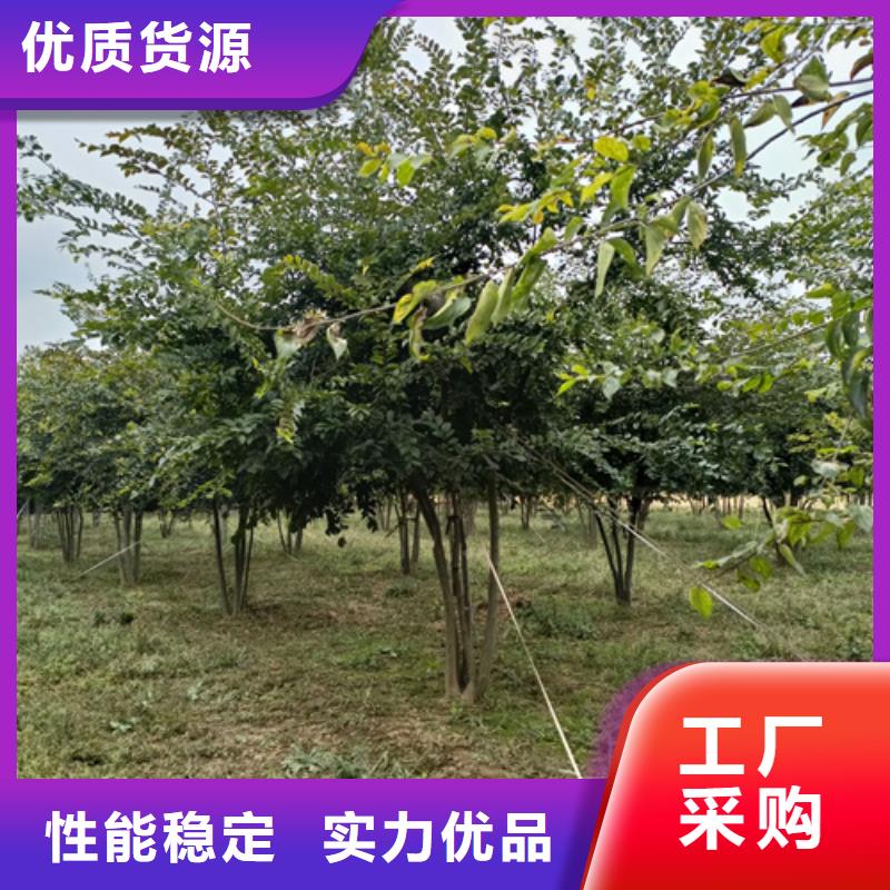 法桐金叶白蜡服务始终如一