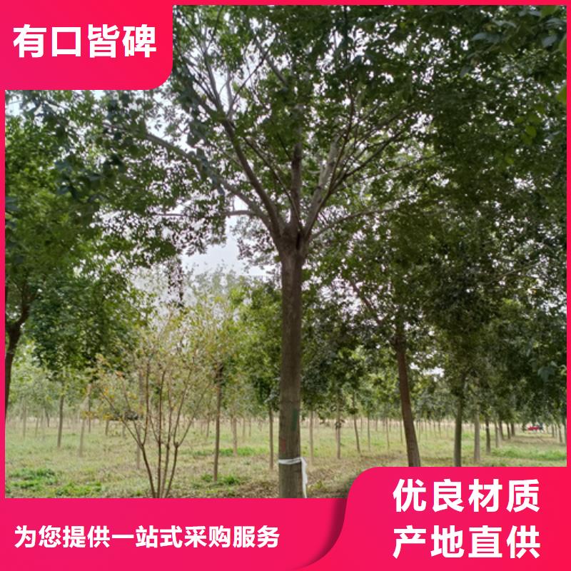 【法桐,白蜡诚信为本】