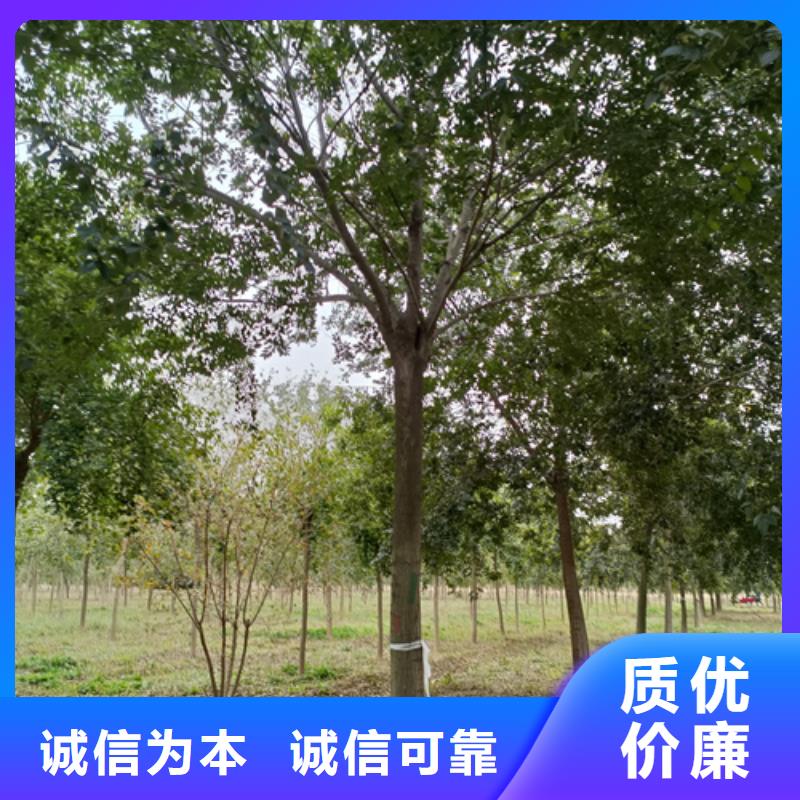 法桐金叶白蜡合作共赢