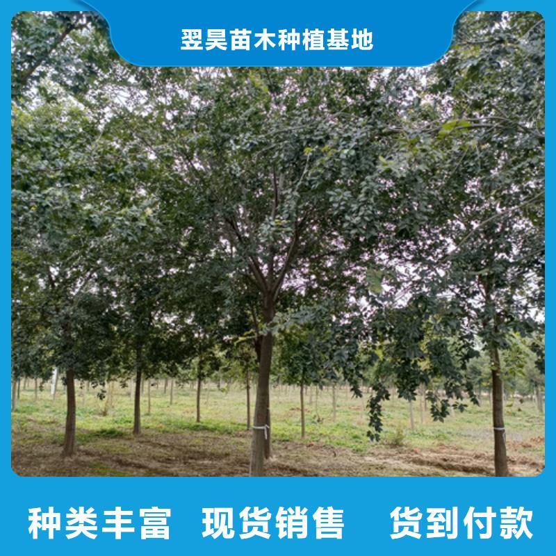 法桐垂丝海棠支持货到付清
