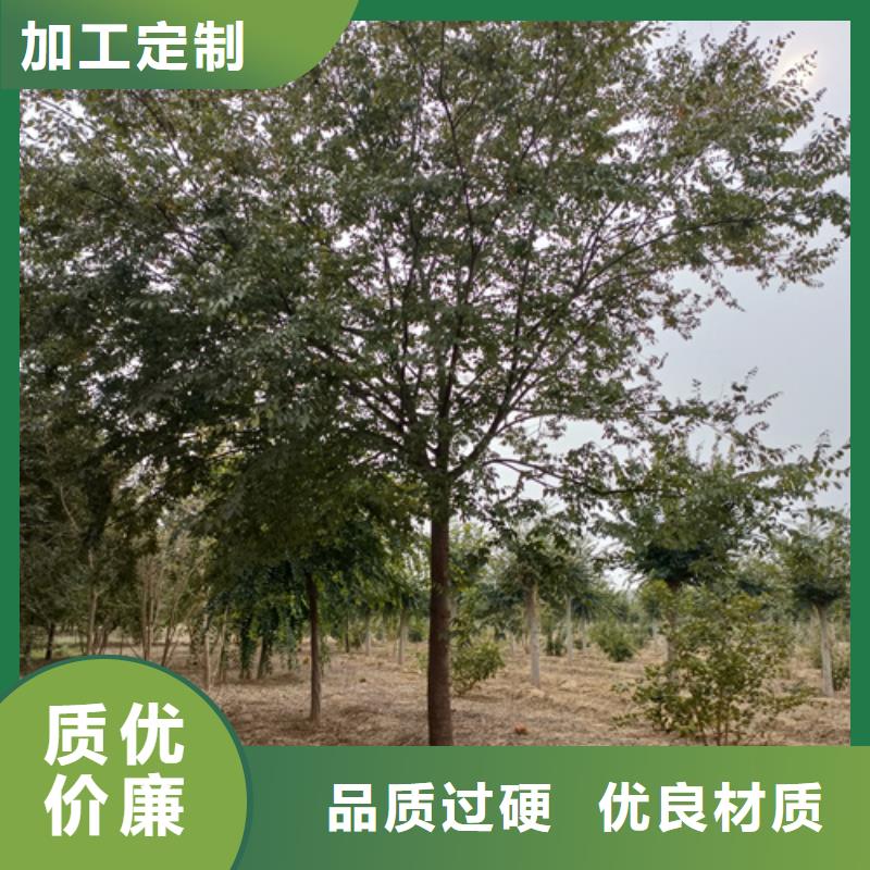 法桐秋紫白蜡从厂家买售后有保障
