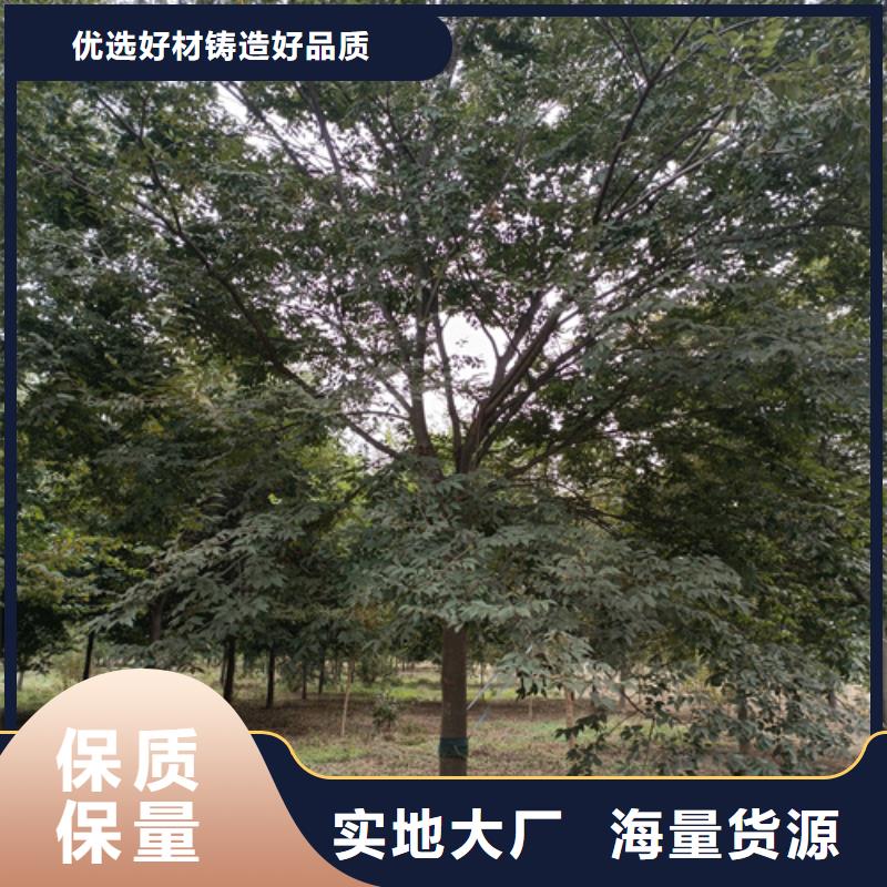 法桐-金叶槐库存量大
