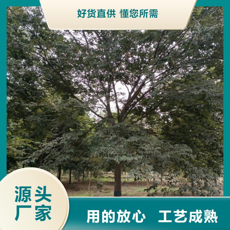 法桐美国红枫精工打造
