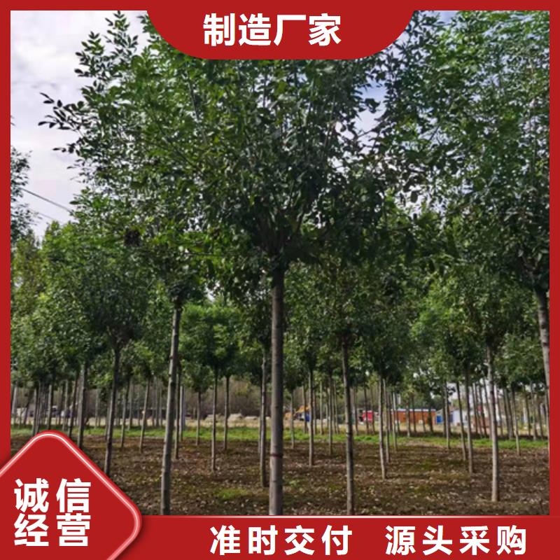 法桐黄金槐品质保证实力见证