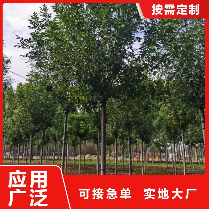 【法桐_金叶白蜡产品细节】
