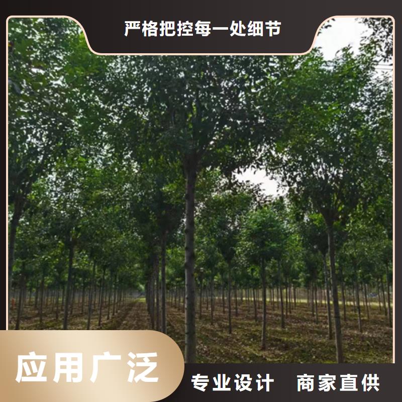 法桐美国红枫真材实料加工定制