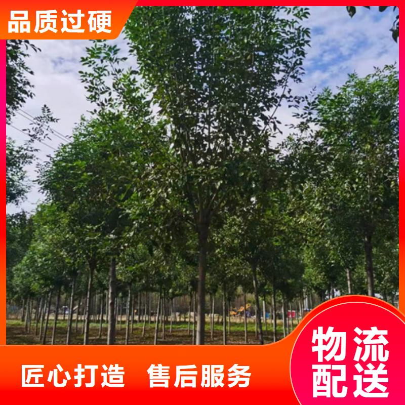 法桐国槐库存丰富