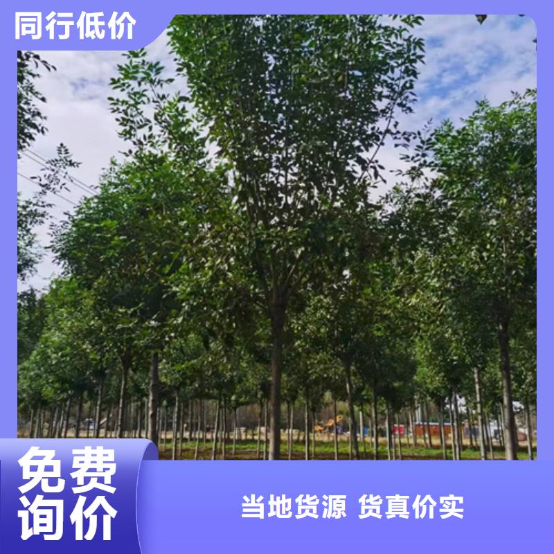 法桐-垂丝海棠工厂现货供应